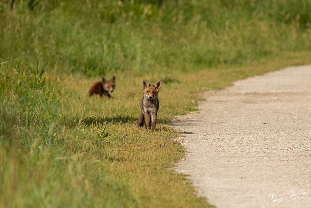 Deux renardeaux jouant sur un chemin